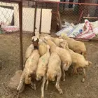 خرفان تربية