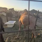 حاشي زين للبيع لاخر سومه