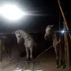 خيول للايجار