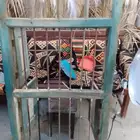درايش تراثية