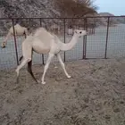 بكره الاب سياف ابناء عميره الام بنت الاخطل بعير فلاح بن غنيم