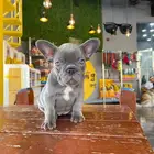 فرنش بولدوغ french bulldog
