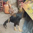 المدينه المنوره الجرف