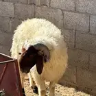 نعيمي جذع طيب