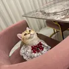 قطة سكوتش بسعر مغري