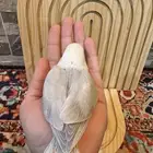 فروخ روز غر