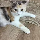 قطه لتبني