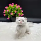 قطه اسكوتش فولد للبيع
