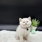 قط ذكر اسكوتش ستريت للبيع