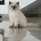 كيتن انثى هملايا للتبني