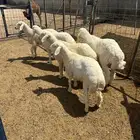 تحتاج سيوله ادخل