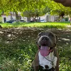 Standard American Bully ستاندرد أميريكان بولي