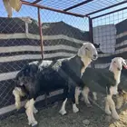 للبيع طلي نجدي فاخر