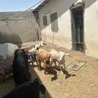 معزا للبيع