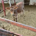 عجل العمر 4 شهور نظرها ضعيف جدا