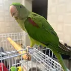 نيبالي فرخ للبيع