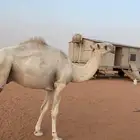 للبيع قعود فحل