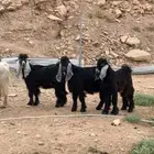 تيوس مقفله دواء. الكاتم. والمندي