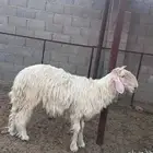 خروف عيسي طيب