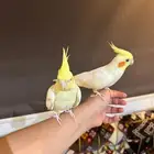 زوج كروان أليف شرط م يعض