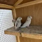 3 فروخ روز نص ولافه