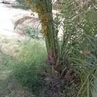 نخل للبيع خلاص مثمره وسكري وبرحي وواشنطن