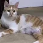 قطط للتبني