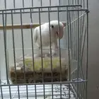 أنثى روز البينو عيون حمر
