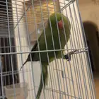 دره للبيع