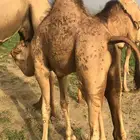 قعود اللبيع