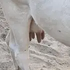 بقرة المانية وايت بيور قريبة الولادة