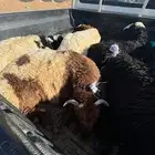 خرفان ورخال