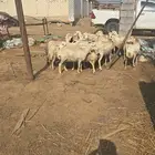 ضأن لحم
