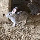 ارانب صنف نوع إيطالي