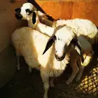 رخلتين وخروف مشركات بنجدي