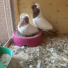 جوز حمام سوداني فاخر