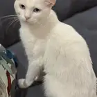 قطط لتبني