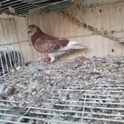 زاجل سباق احمر منتج شرط محجل