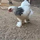 للببع دجاج براهما