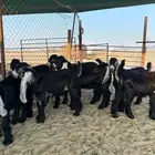تيوس عوارض