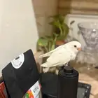 روز البينو مفطوم