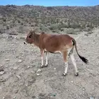 بقرة وحسيل كفو ورعوية على المرعى
