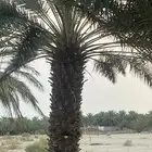 ذكور نخل للبيع بيشة