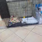 للبيع كلب مالتيز مكس بريد
