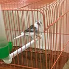 عصفور كناري