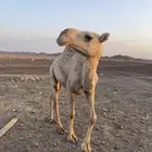 خلفة شقحة معه قعود