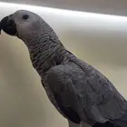 ببغاء كاسكو فرخ اليف