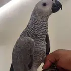 ببغاء كاسكو فرخ اليف