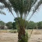نخل صفري للبيع بيشة