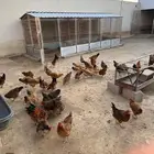 دجاج فرنسي بيور احمر